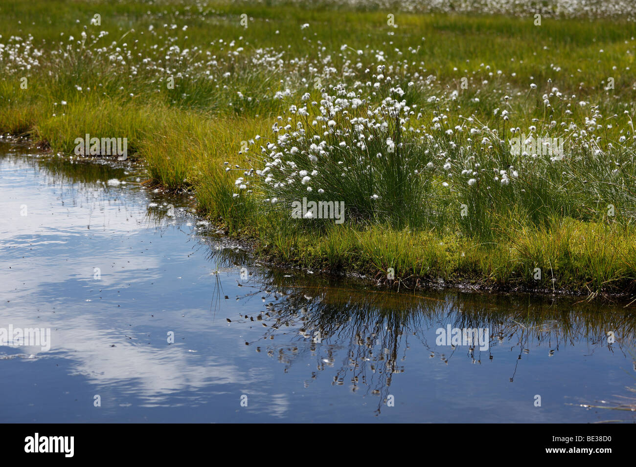 Wollgras (Wollgras), Sumpf-Teich am Mt. Rossbrand, Pongau, Land Salzburg, Salzburg, Austria, Europe Stockfoto