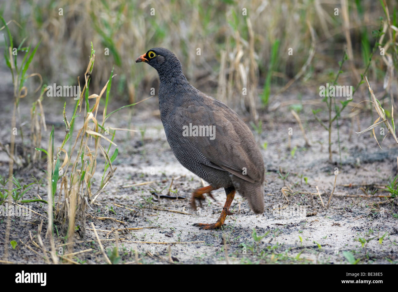 Rot-billed Spurfowl (Pternistes Adspersus), Central Kalahari, Botswana Stockfoto