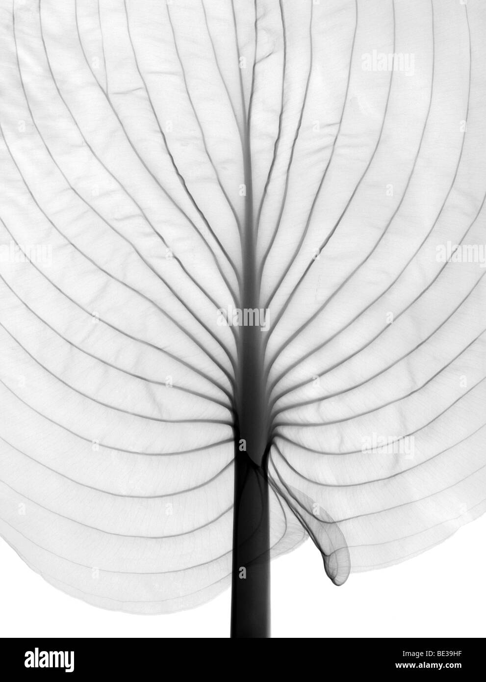 Röntgenbild eines Blattes Hosta Stockfoto