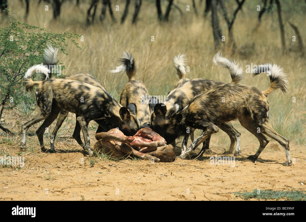 Afrikanische Wildhunde (LYKAON Pictus), Namibia, Afrika Stockfoto