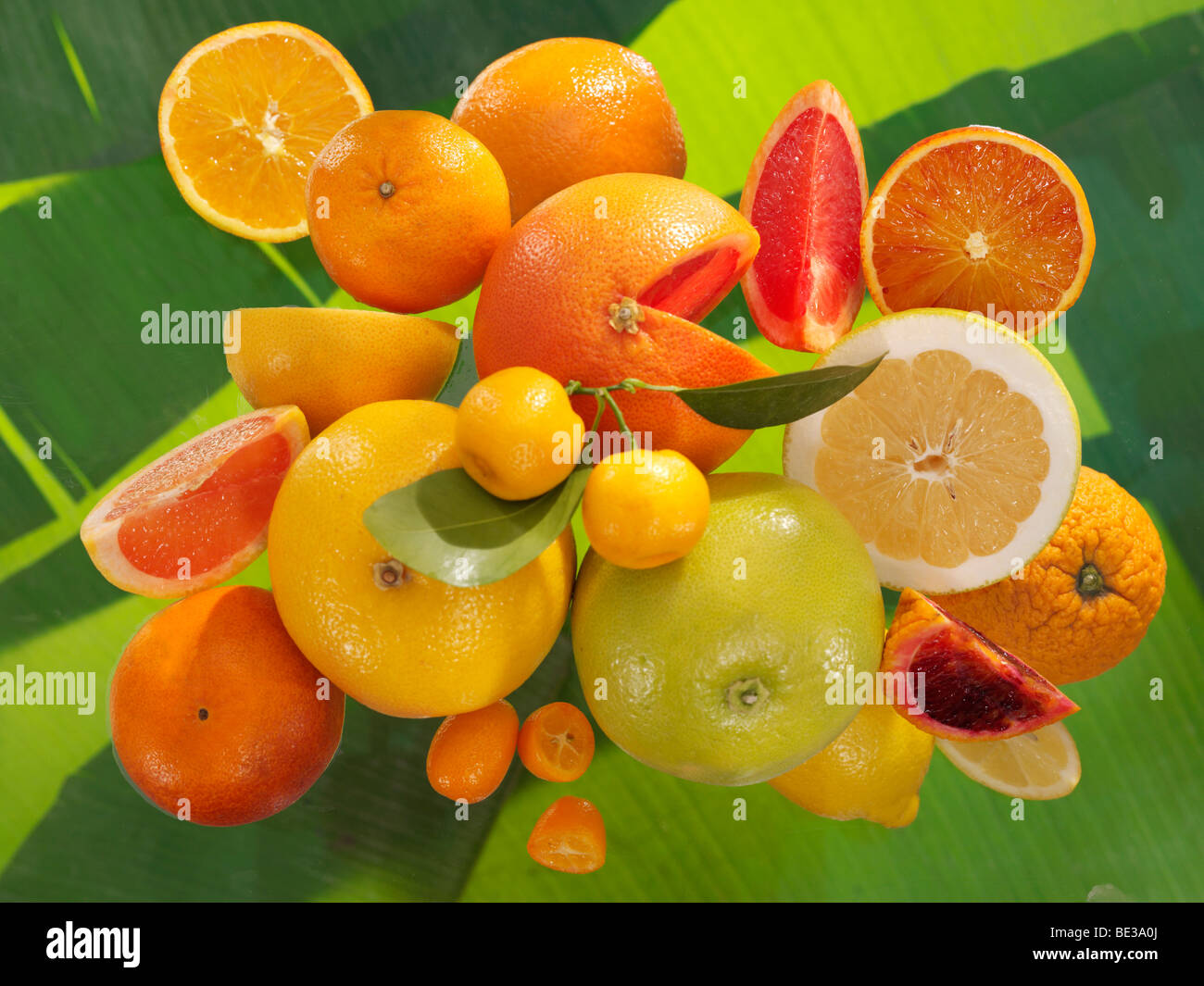 Zitrusfrüchte auf Bananenblatt, Orangen, Blutorangen, Grapefruit, Süssigkeiten, Kumquats, Mandarine Stockfoto