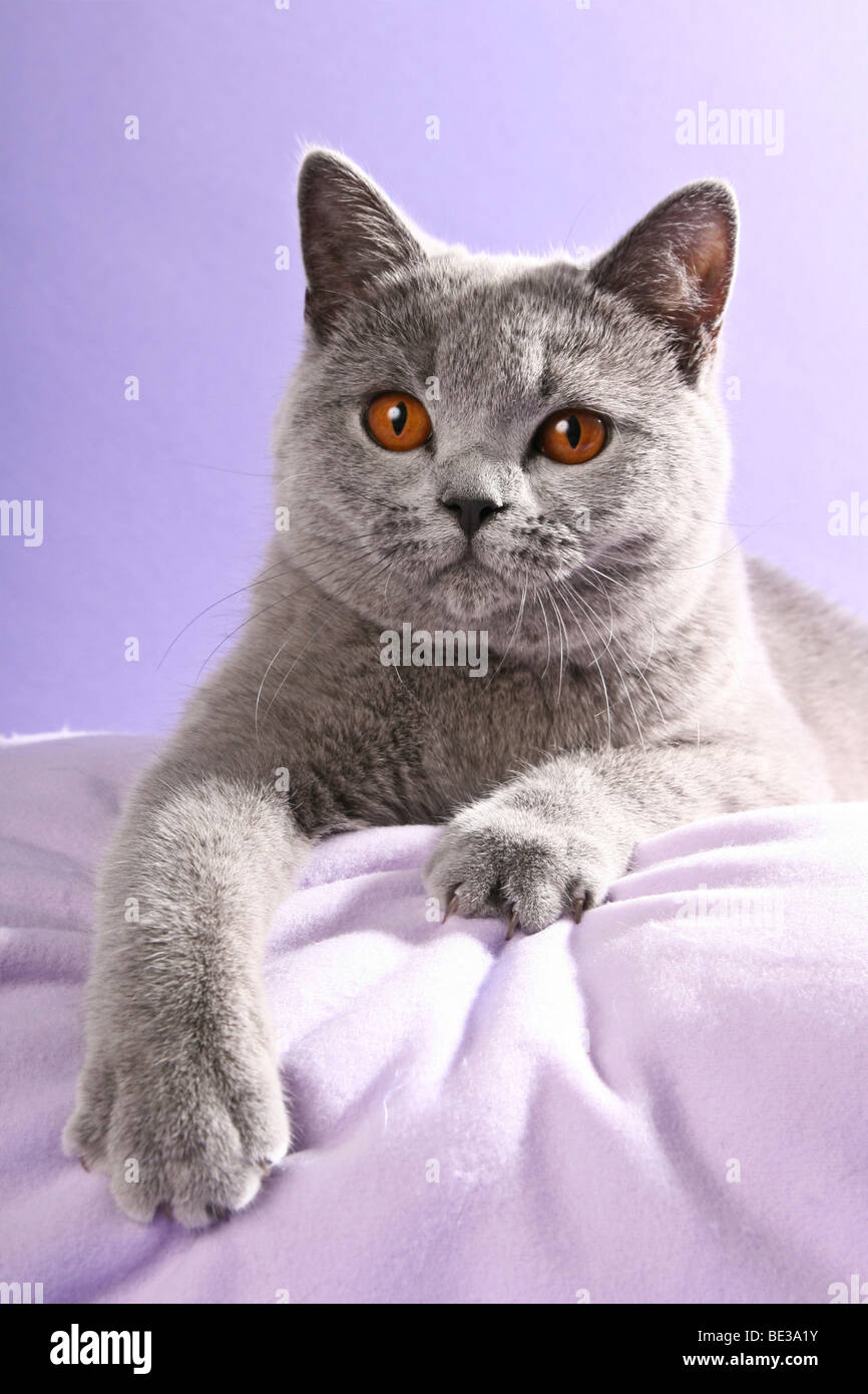 Britisch Kurzhaar Katze, liegend Stockfoto