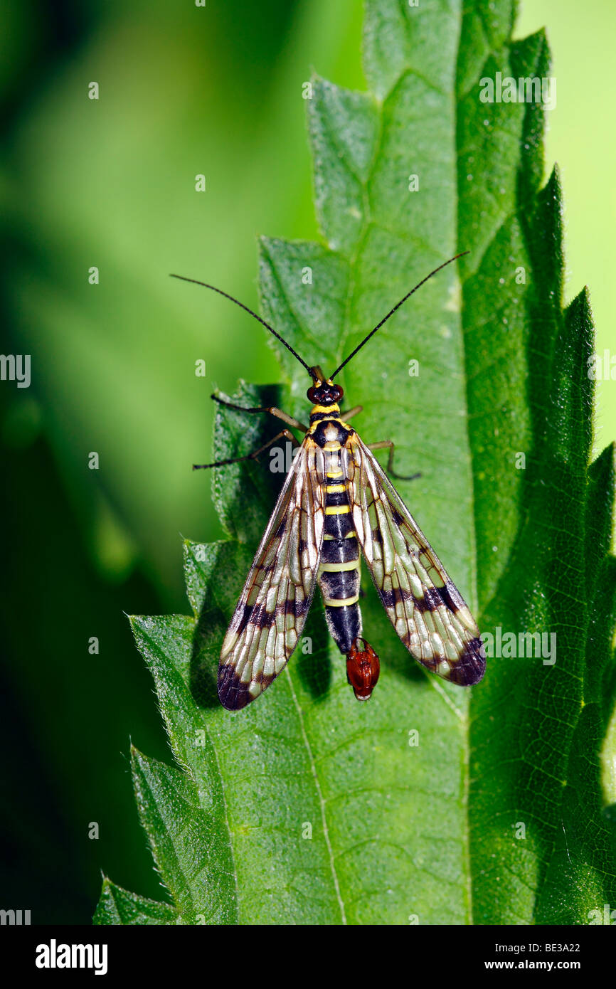 Männliche gemeinsame Scorpionfly (Panorpa Communis) auf Blatt eine stechende Nessel Stockfoto
