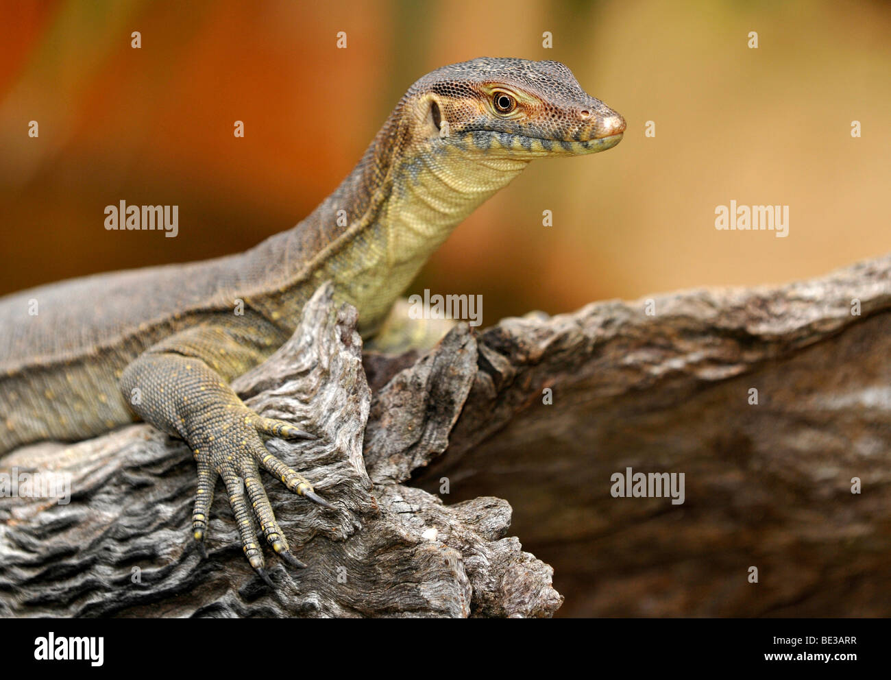 Mertens wasser goannas Fotos und Bildmaterial in hoher Auflösung Alamy