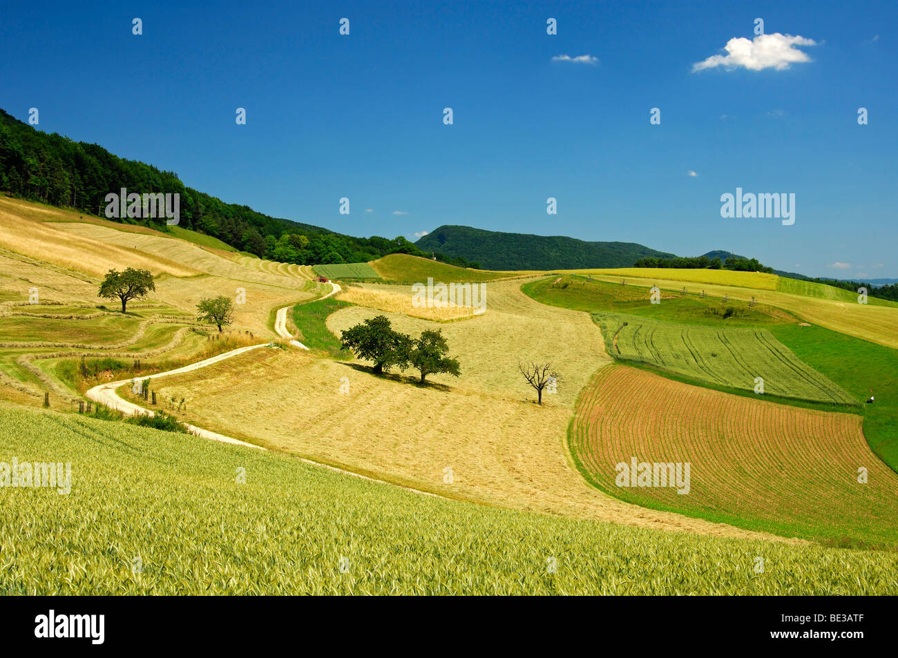 Sanften Hügellandschaft mit Feldern reif für die Ernte im Schweizer Mittelland an einem warmen Sommertag, Kanton Aargau, Schweiz Stockfoto