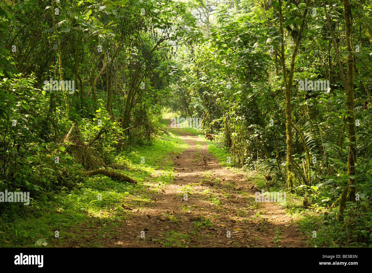 Wanderweg in den Regenwäldern des Bwindi Impenetrable National Park im Süden Ugandas. Stockfoto