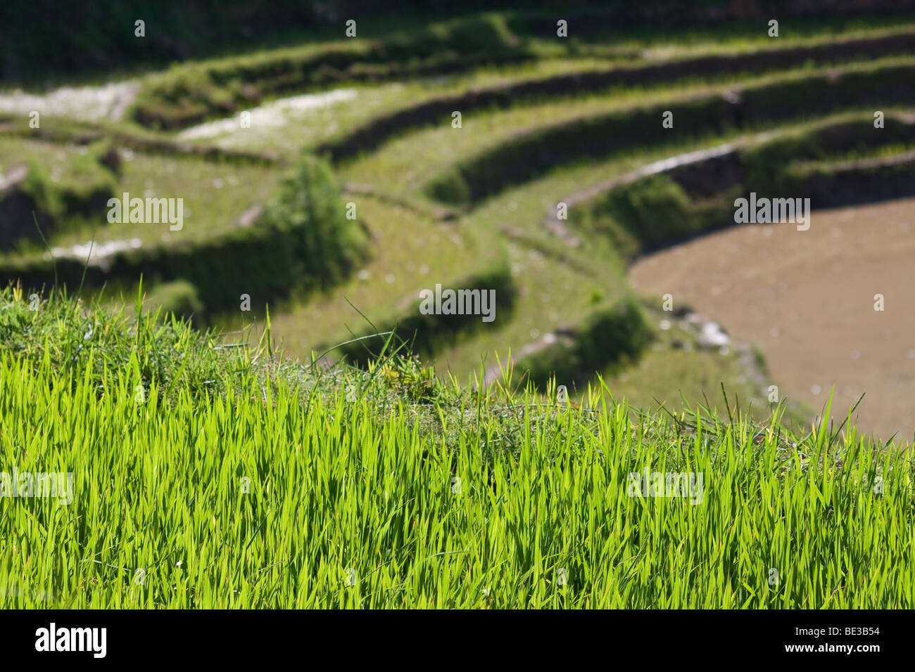 Malerische Reisterrassen in Yunnan, China Stockfoto