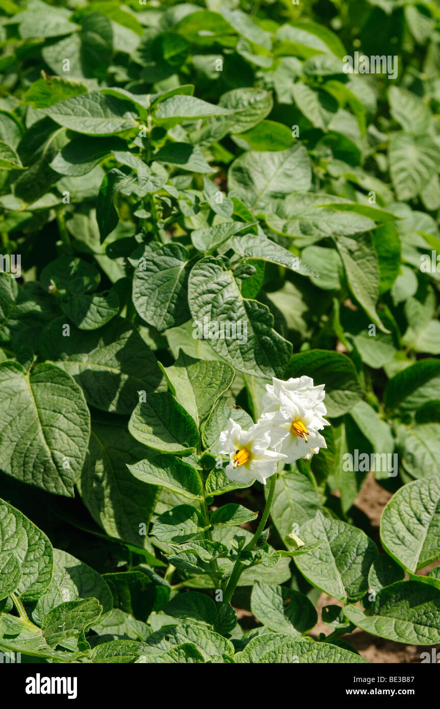 Kartoffelfeld (Solanum Tuberosum) Stockfoto