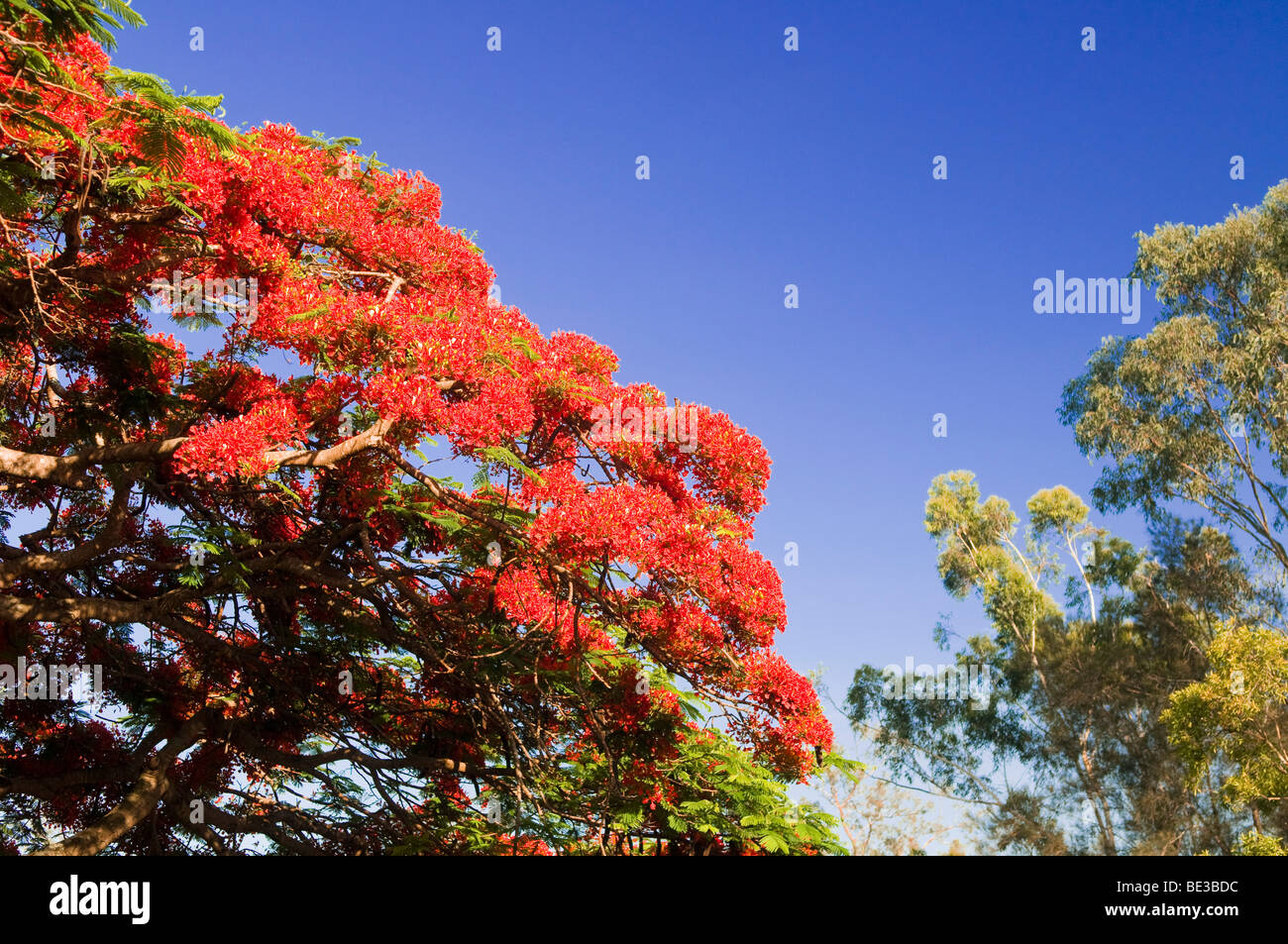 Royal Poinciana Baum in voller Blüte, Fairfield, Queensland, Australien Stockfoto