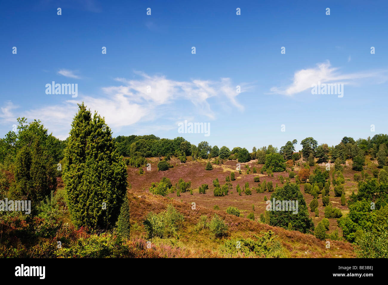 Heide mit blühenden Heidekraut (Calluna Vulgaris) und Gemeine Wacholder (Juniperus Communis), Totengrund in der Nähe von Wilsede, Lüneburg Stockfoto