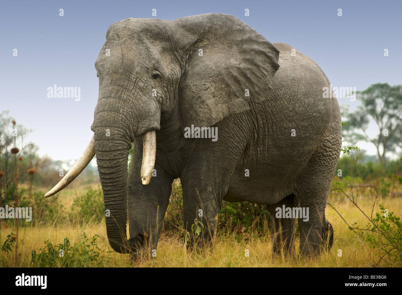 Elefanten (Loxodonta Africana) im Ishasha in Queen Elizabeth National Park in Uganda. Stockfoto