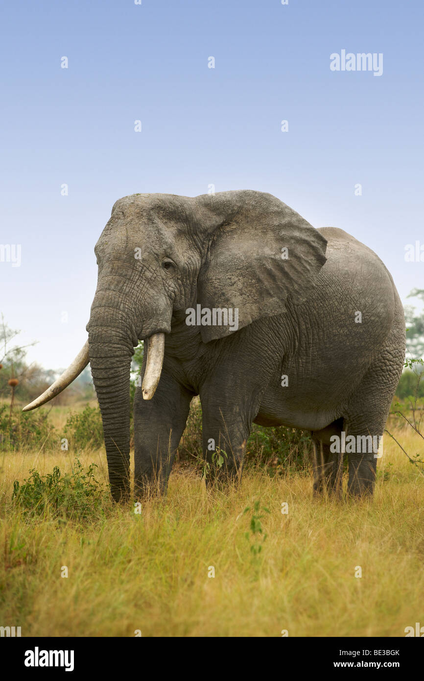 Elefanten (Loxodonta Africana) im Ishasha in Queen Elizabeth National Park in Uganda. Stockfoto