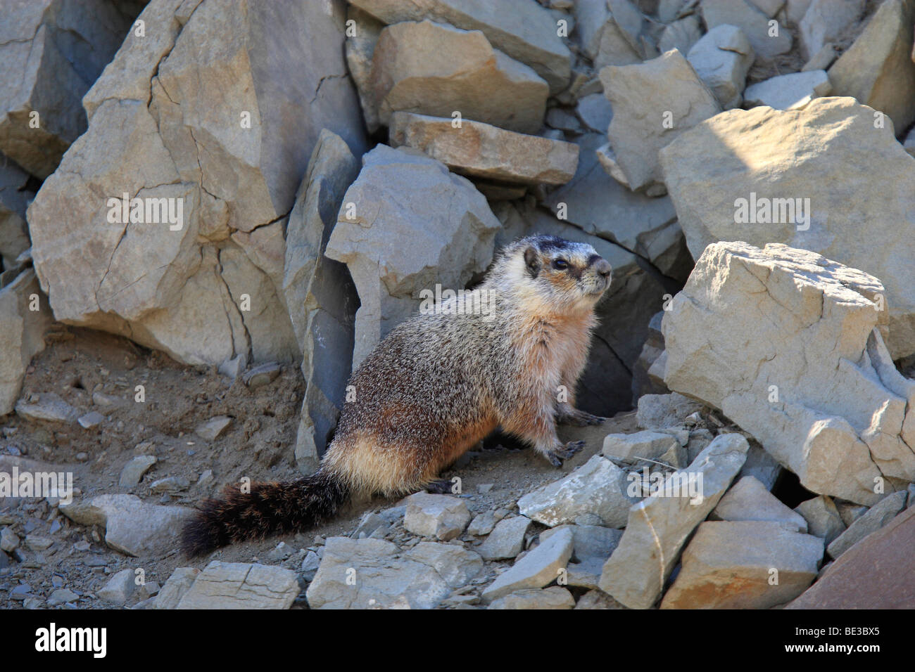 Hoary Murmeltier (Marmota Caligata) zwischen den Felsen. Stockfoto