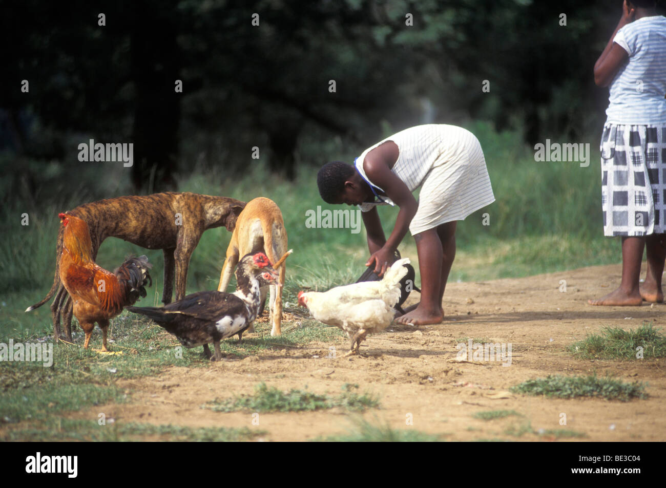 Eine Mädchen füttert Nutztiere. Ländliche Kwa Zulu/Natal, Südafrika Stockfoto