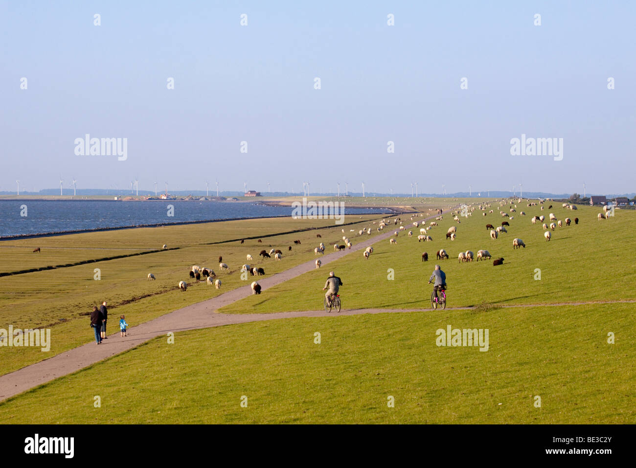 Deich Vorland auf Nordstrand Insel, Wanderer und Deich Schafe
