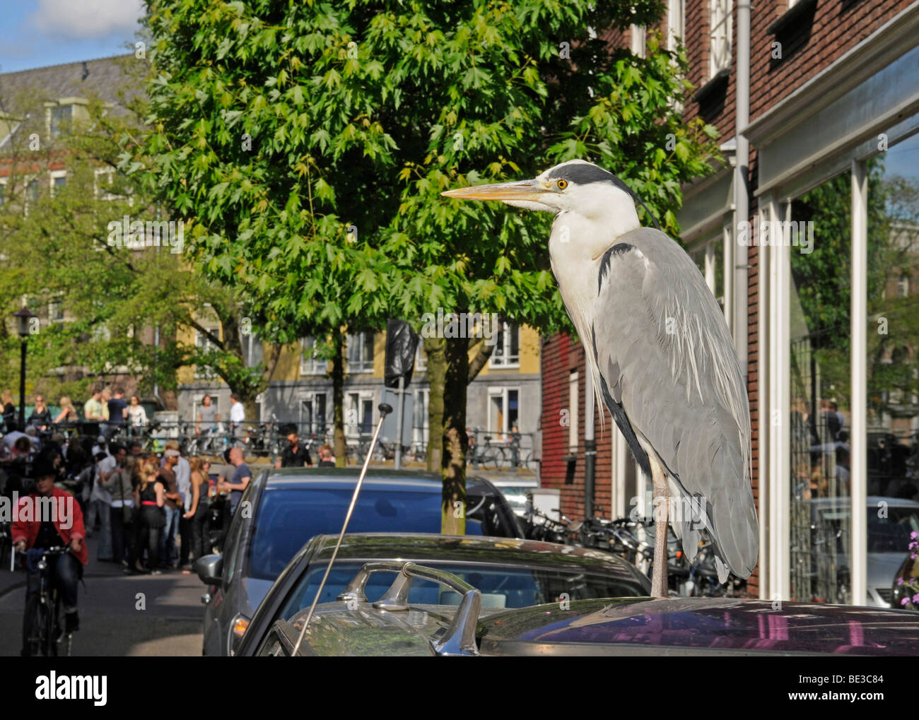 Graue Reiher (Ardea Cinerea), Amsterdam, Niederlande, Europa Stockfoto