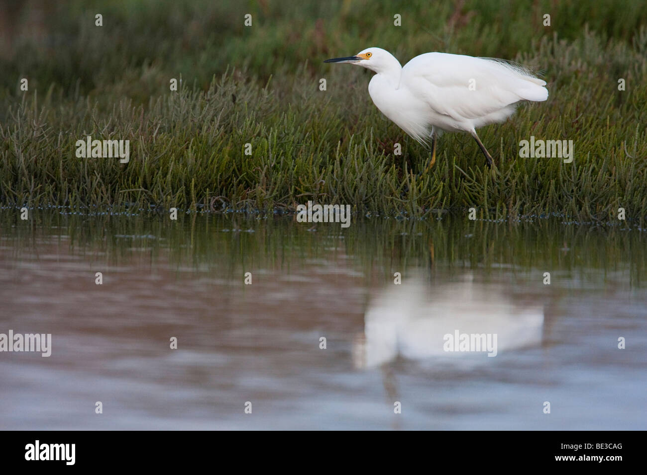 Snowy Silberreiher (Egretta unaufger) in Palo Alto Baylands Preserve, Kalifornien, USA Stockfoto