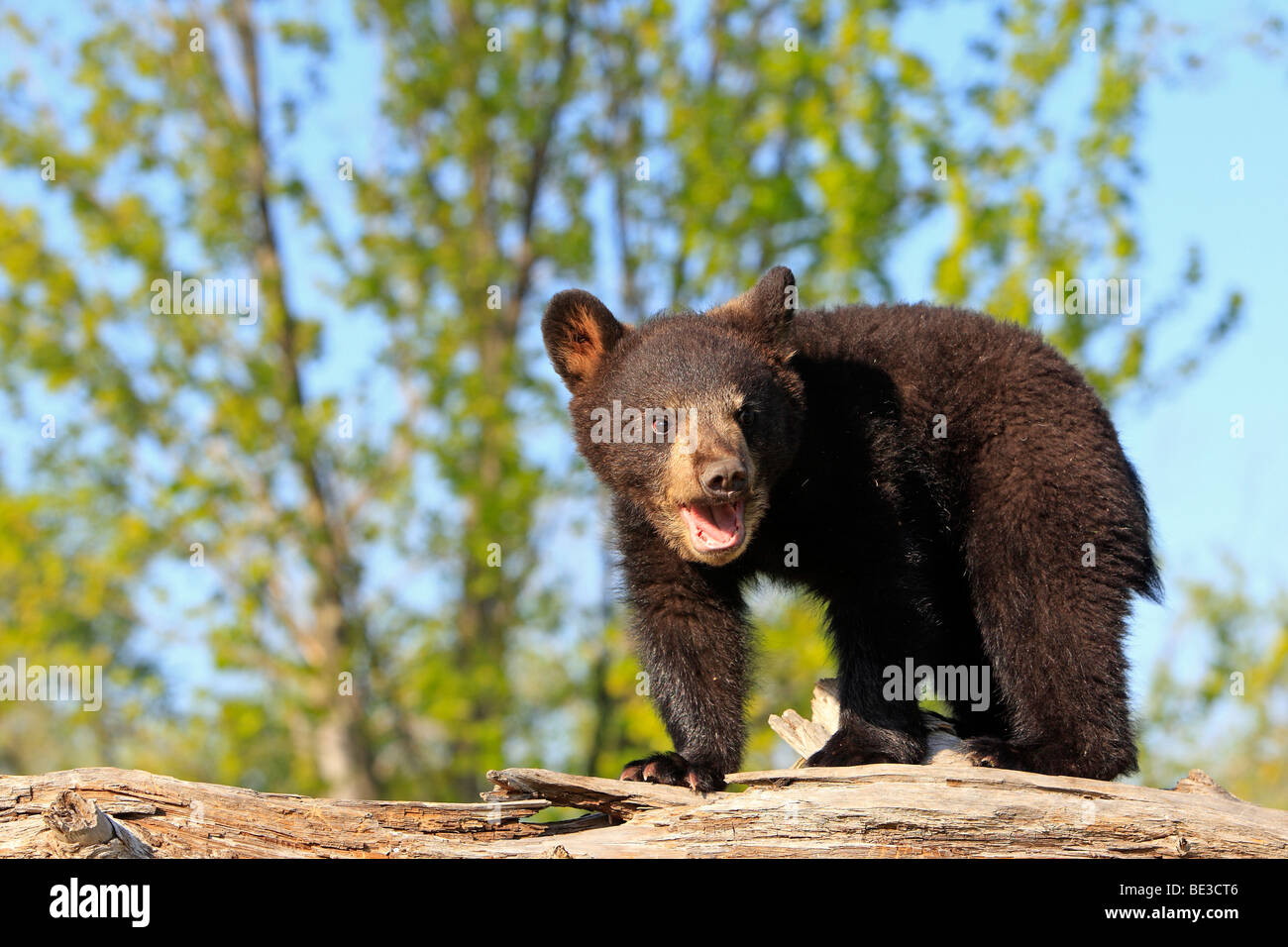 Amerikanische Schwarzbären (Ursus Americanus). Vier Monate altes Jungtier zu Fuß über die umgestürzten Baumstamm. Stockfoto