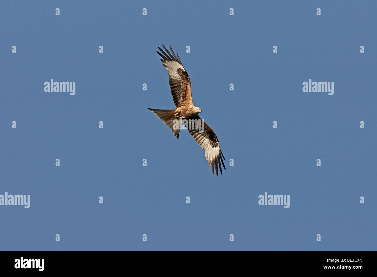 Red kite (Milvus Milvus) im Flug, von unten Stockfoto