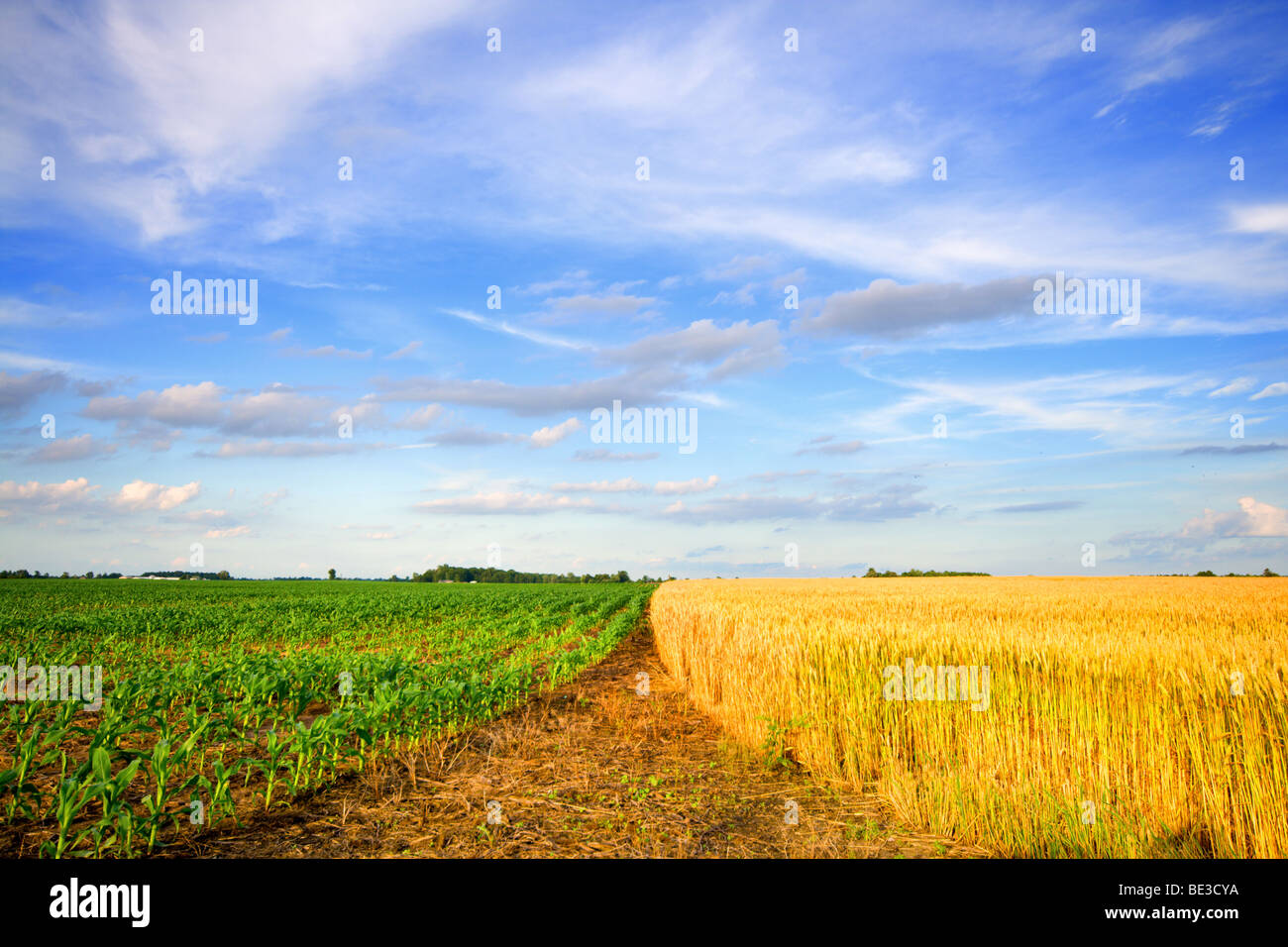 Weizen und Mais Stockfoto