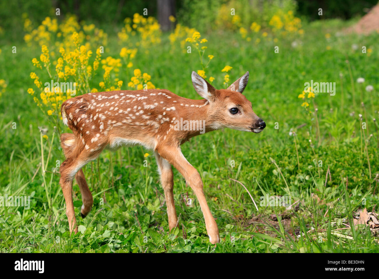 Weiß - angebundene Rotwild (Odocoileus Virginianus), fawn auf blühenden Wiese. Stockfoto