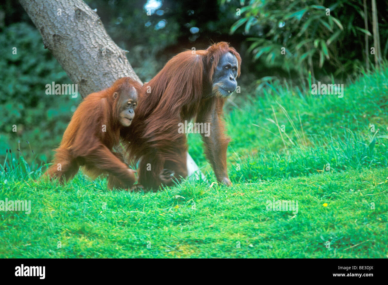 roter Affe mit Cub (Pongo Pygmaeus) Stockfoto