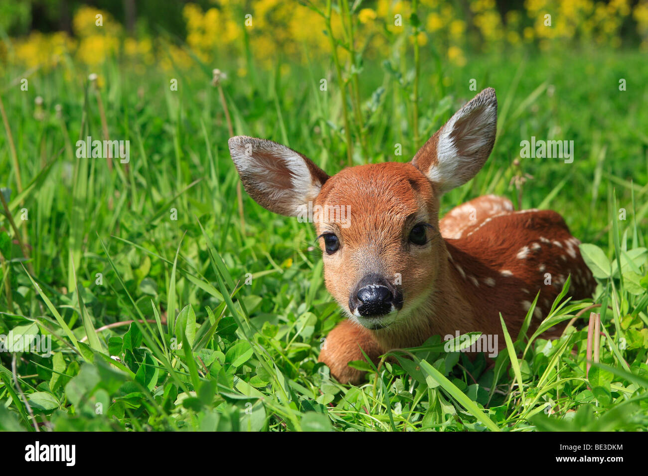 Weiß - angebundene Rotwild (Odocoileus Virginianus), fawn auf blühenden Wiese liegend. Stockfoto