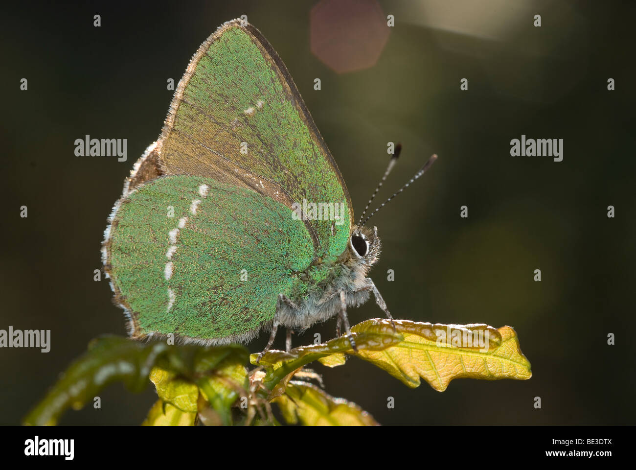 Grüner Zipfelfalter (Callophrys Rubi) Stockfoto