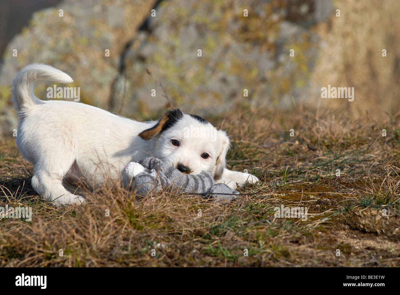 Jack Russell Terrier Welpen spielen Stockfoto