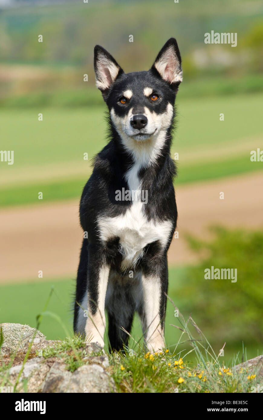 Lapponian Herder, Lapinporokoira, Lapp Rentier Hund, stehend auf einem Hügel Stockfoto