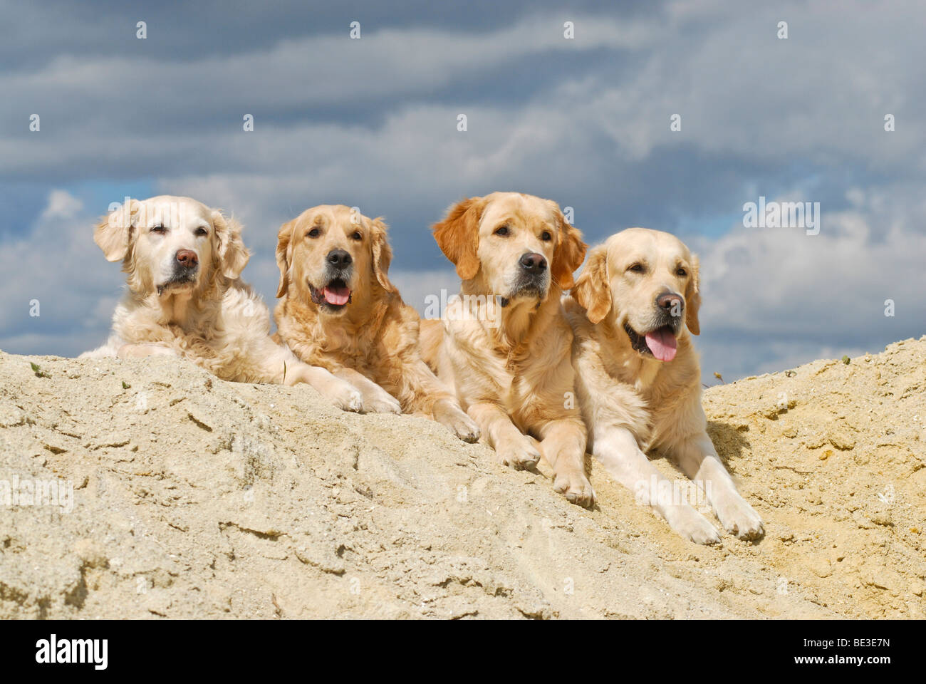 4 vier Golden Retriever, liegend auf einem Sandhügel Stockfoto
