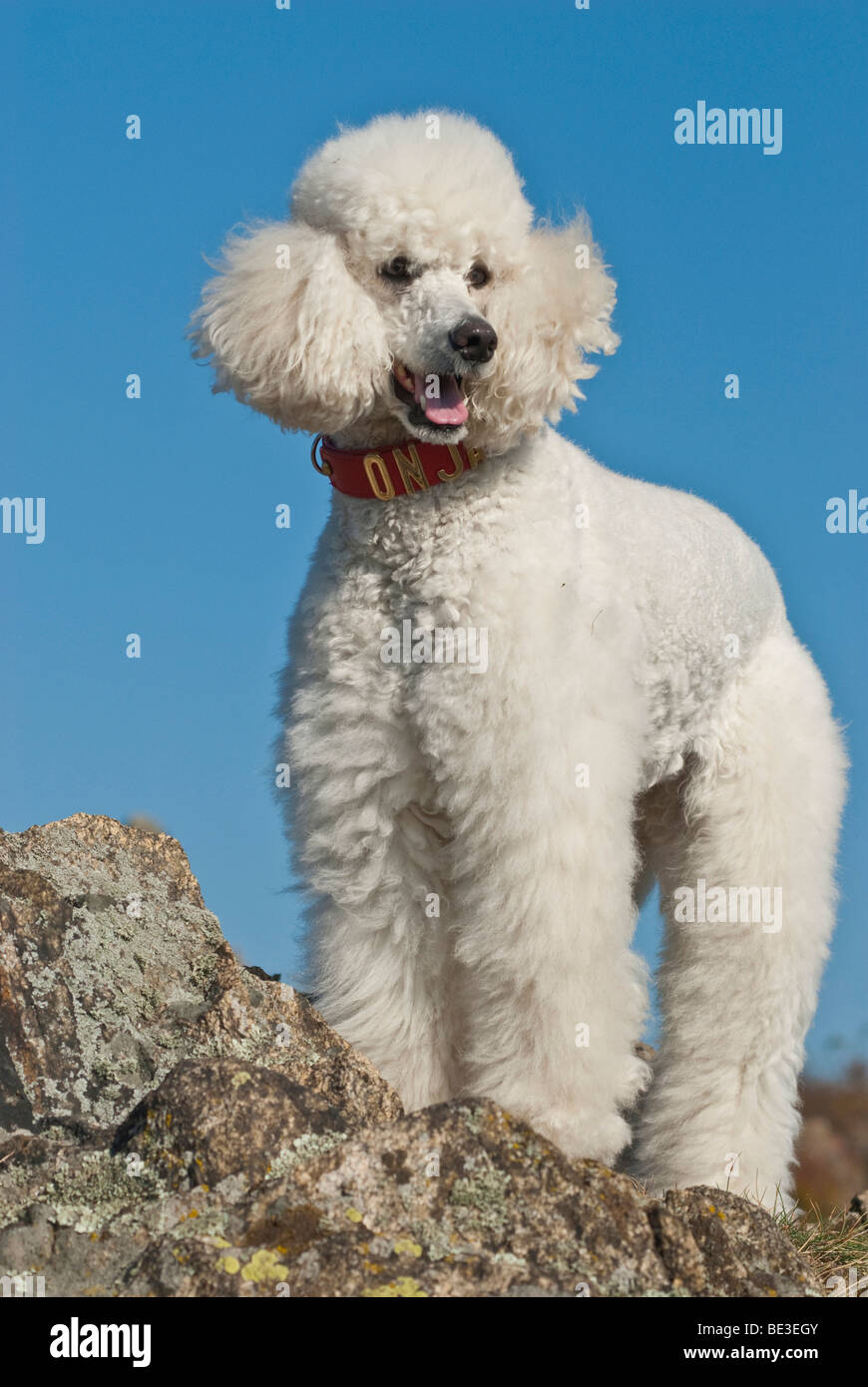 Große weiße Pudel, riesige Pudel stehen auf Felsen Stockfoto