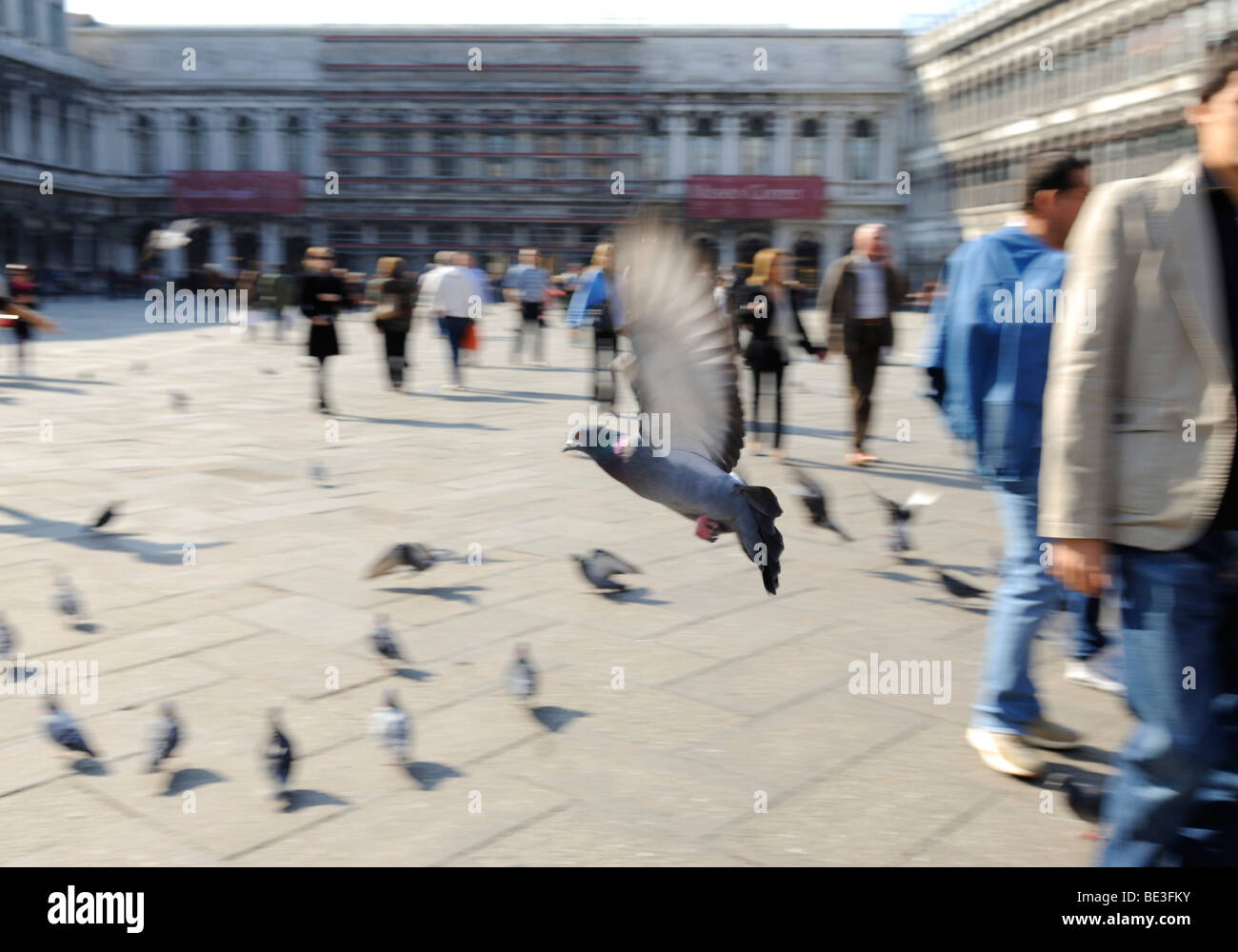 Tauben auf Piazza Piazza San Marco, Venedig, Italien, Europa Stockfoto