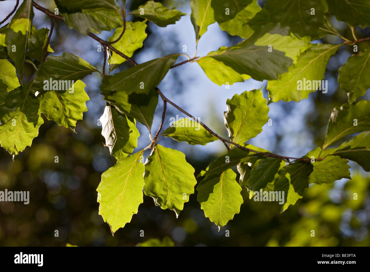 Cut-blatt Flikbok, Buche (Fagus sylvatica w Baumannii) Stockfoto