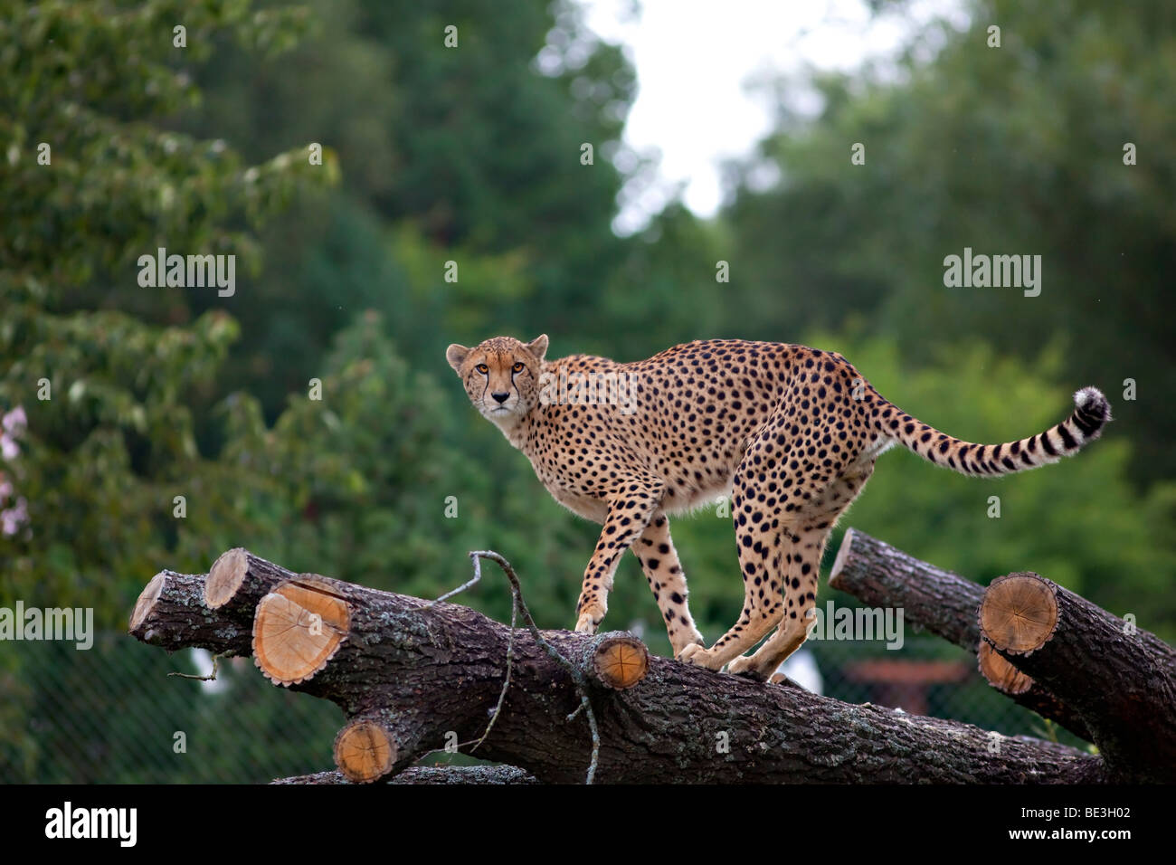 Cheetah, Gepard (Acinonyx jubatus) Stockfoto