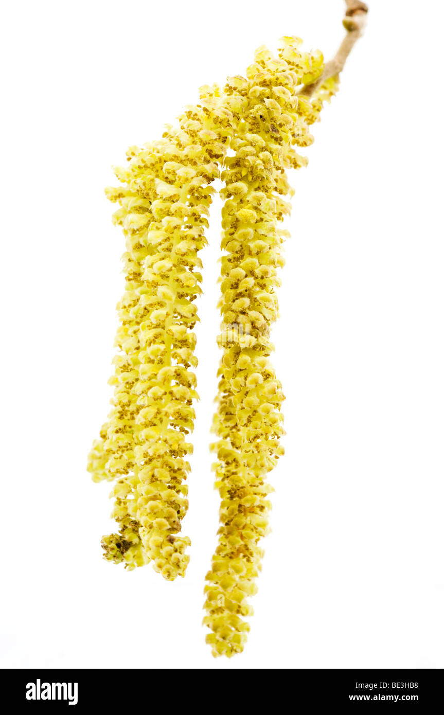Hasel (Corylus), männliche Blütenstände, catkin Stockfoto