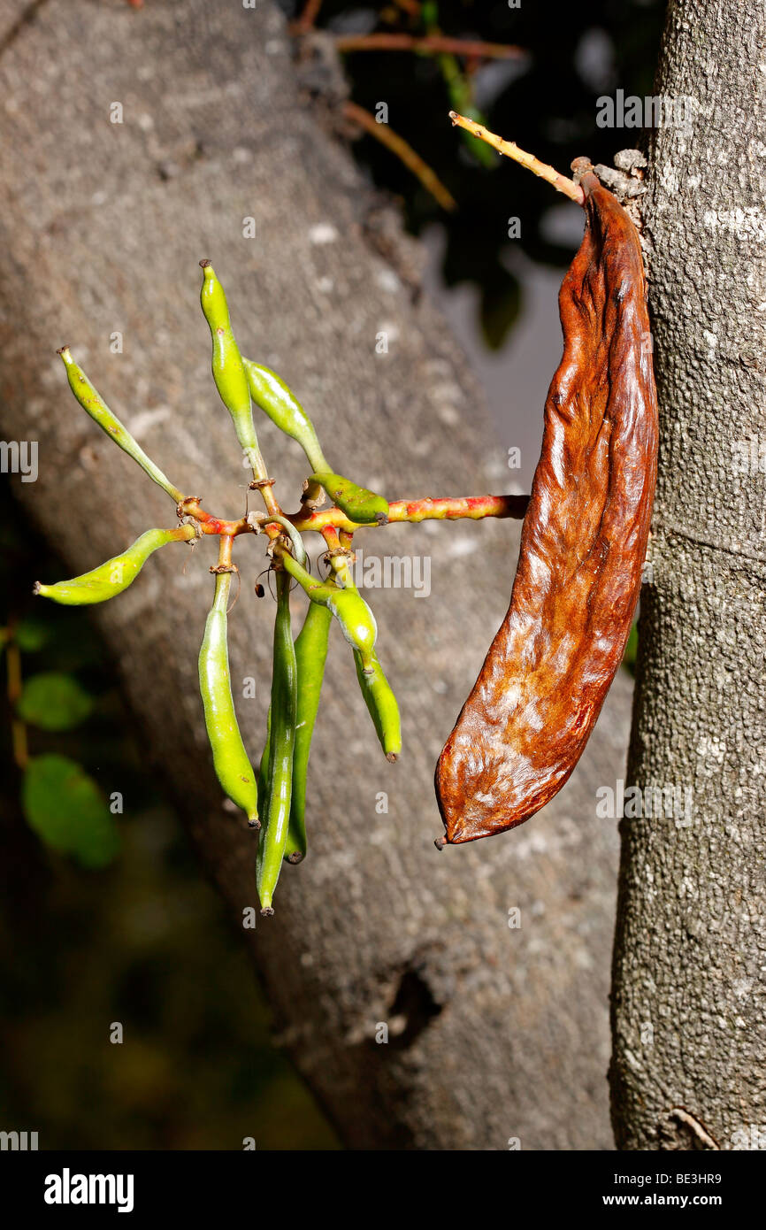 Carob Bean im Baum, Ceratonia Siliqua. La Romana, Alicante. Spanien Stockfoto