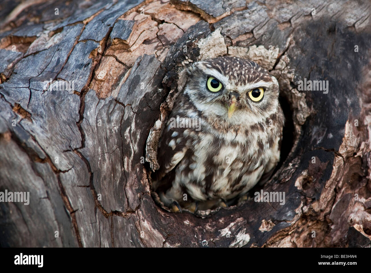 Steinkauz im hohlen Baum Stockfoto
