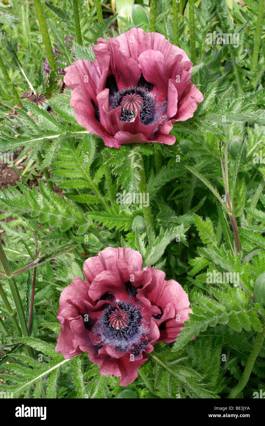 Mohnblumen. Stockfoto