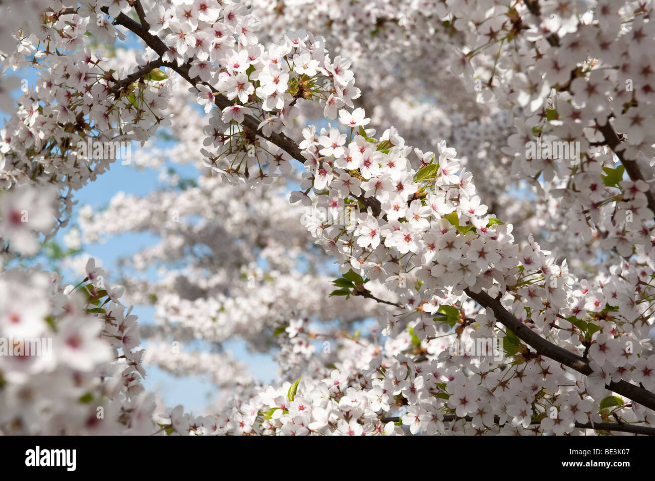 Kirschblüte, Gaerten der Welt Gärten der Welt im Erholungspark Marzahn