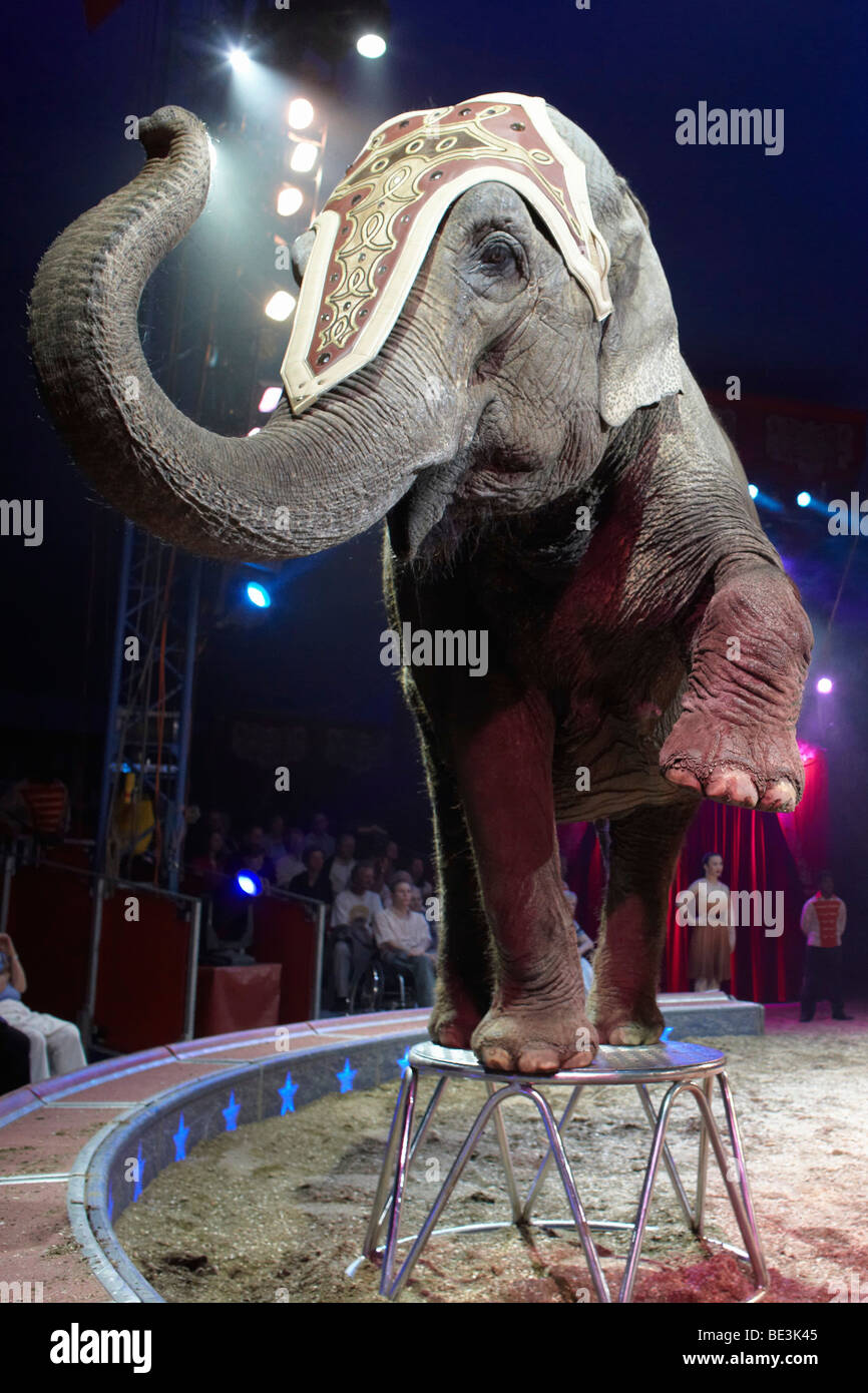 Elefant, zeigen des Zirkus Knie mit seinem 2009 Programm "c ' est Magique" im Rosental-Anlage Austragungsort in Basel, Schweiz, Eur Stockfoto