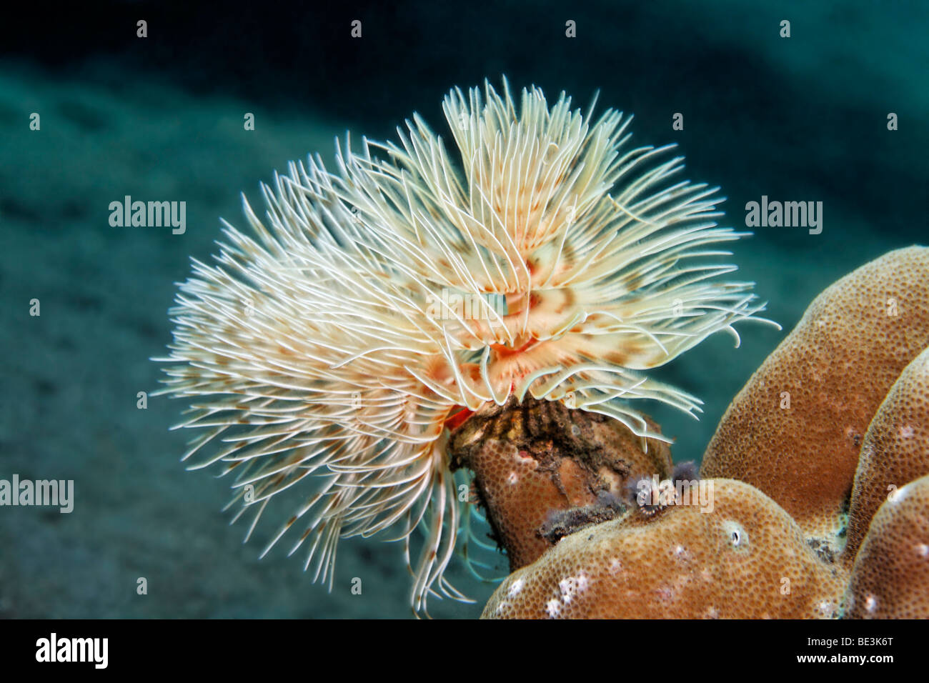 Herrliche Tube Worm (Protula Magnifica), Angeln Plankton Teilchen mit seinen Tentakeln, Kuda, Bali, Indonesien, Pazifischer Ozean Stockfoto