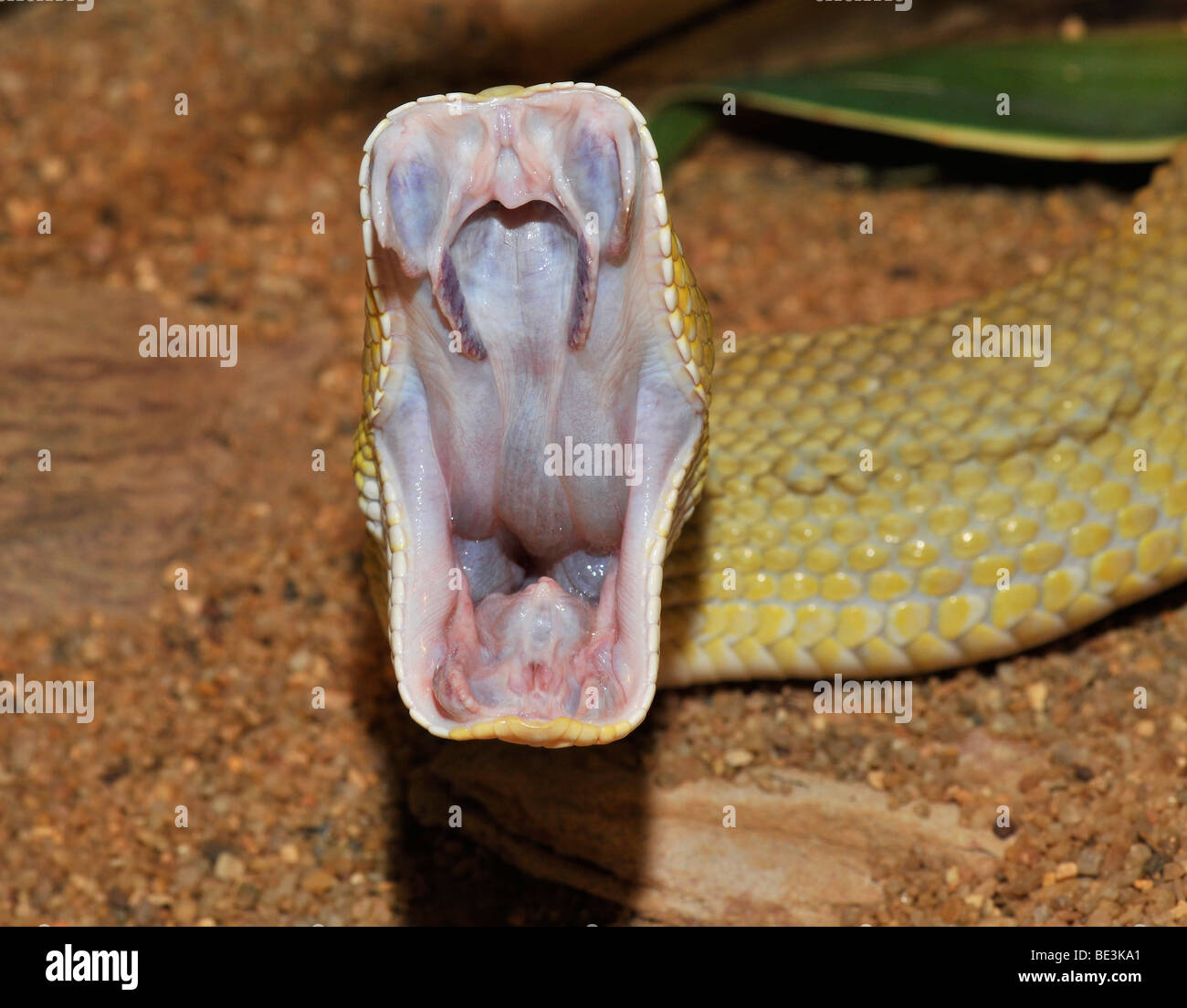 Mexikanische Westküste Klapperschlange (Crotalus Basiliskos), Mund weit