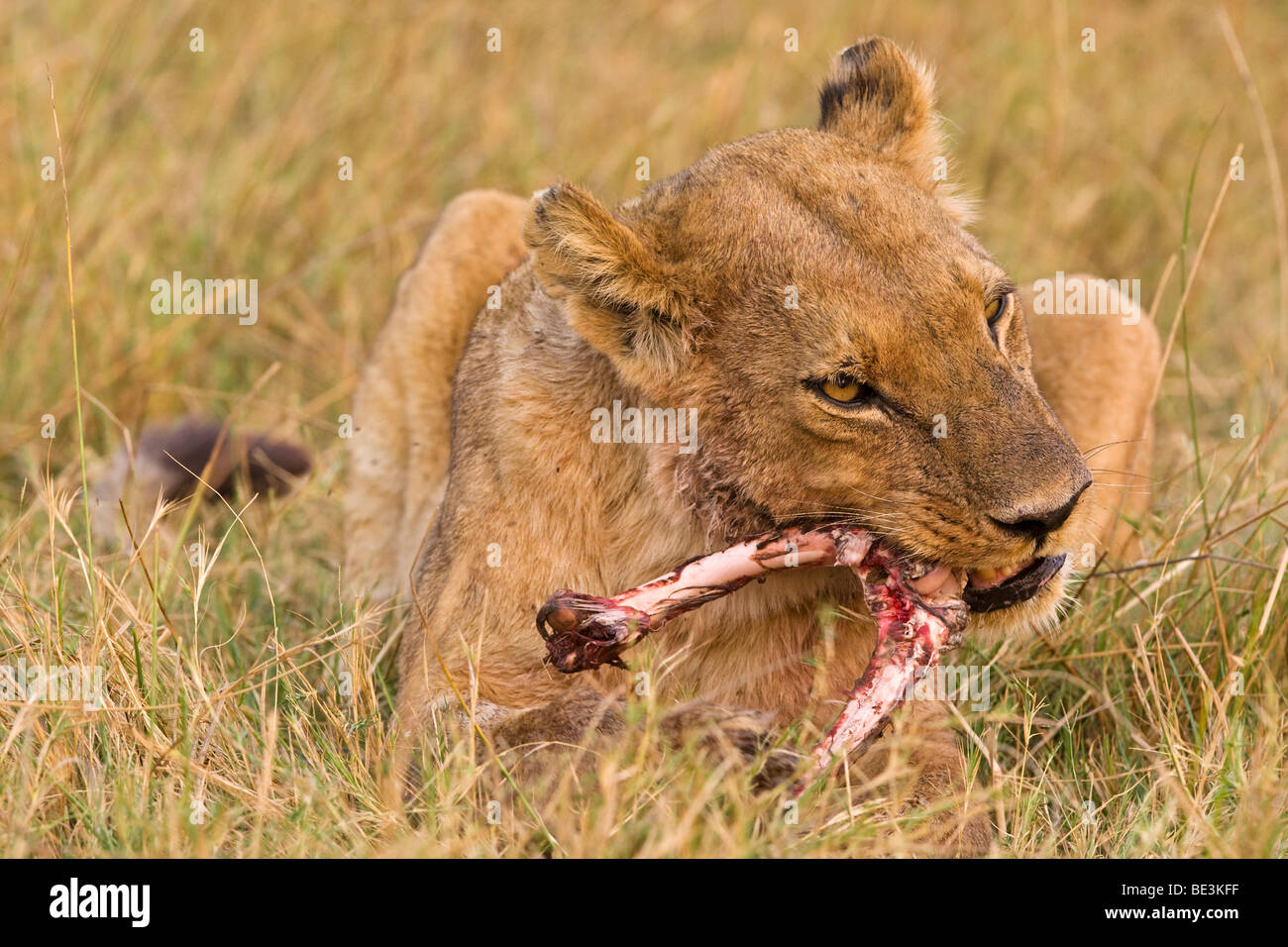 Löwin (Panthera Leo) mit erbeuteten Antilope, Moremi National Park, Okavango Delta, Botswana, Afrika Stockfoto