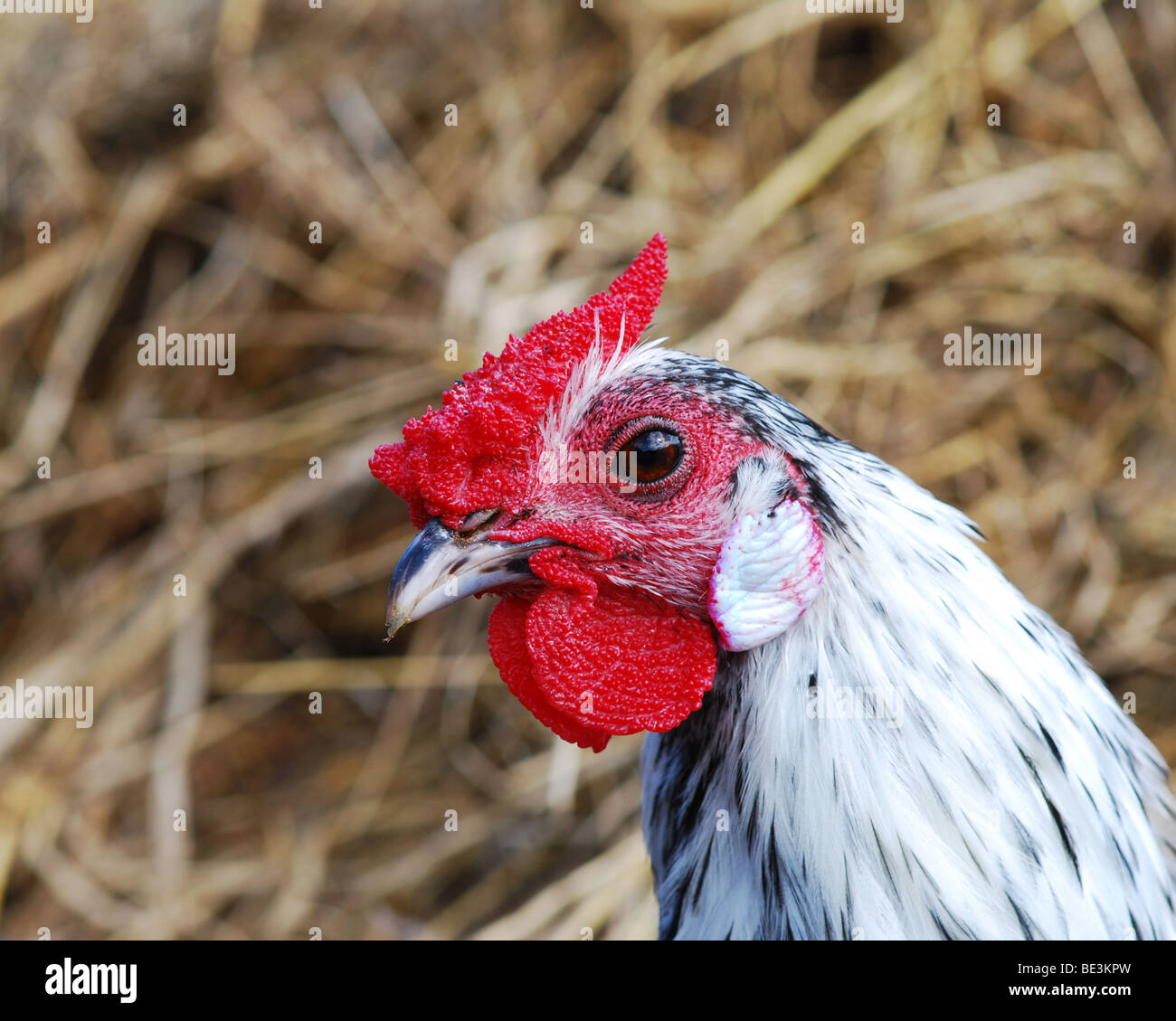 Huhn Stockfoto