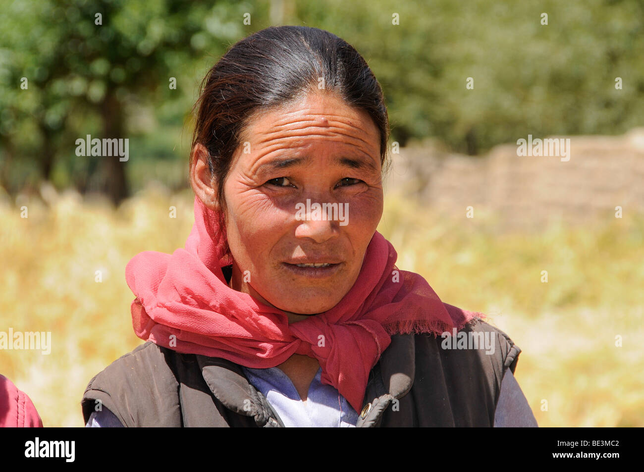 Ladakhi Frau, Bauer, unweit des Klosters Traktok bei Ernte, Ladakh, Indien, Himalaya, Asia Stockfoto