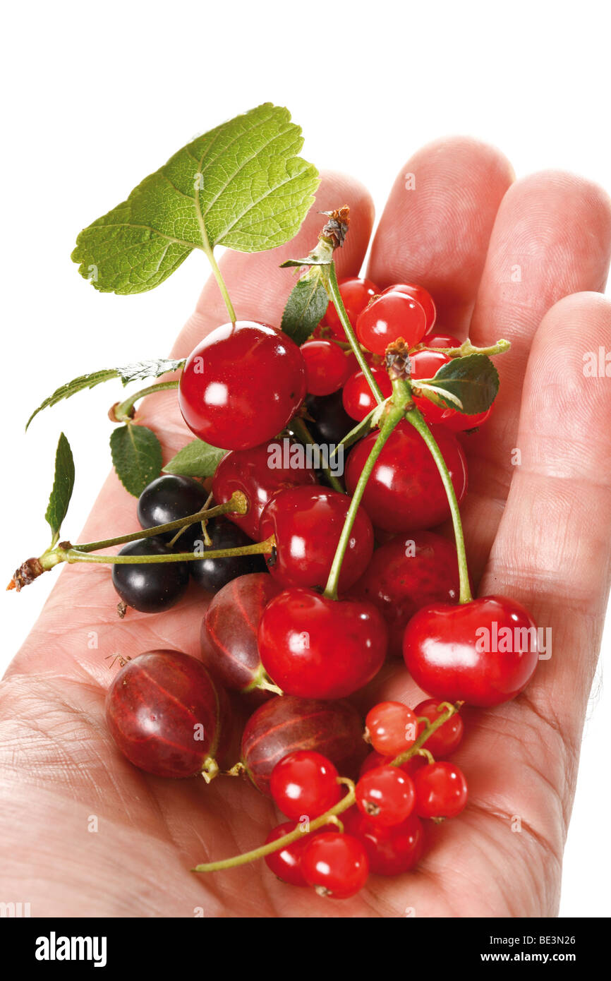 Gemischte Beeren auf eine Hand, rote Johannisbeeren, Stachelbeeren, Johannisbeeren, Kirschen Stockfoto