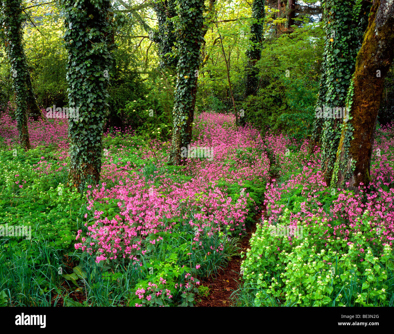 Ein Feld von Ehrlichkeit Blüten entlang dieses Weges in den Hügeln westlich von Portland, Oregon. Stockfoto