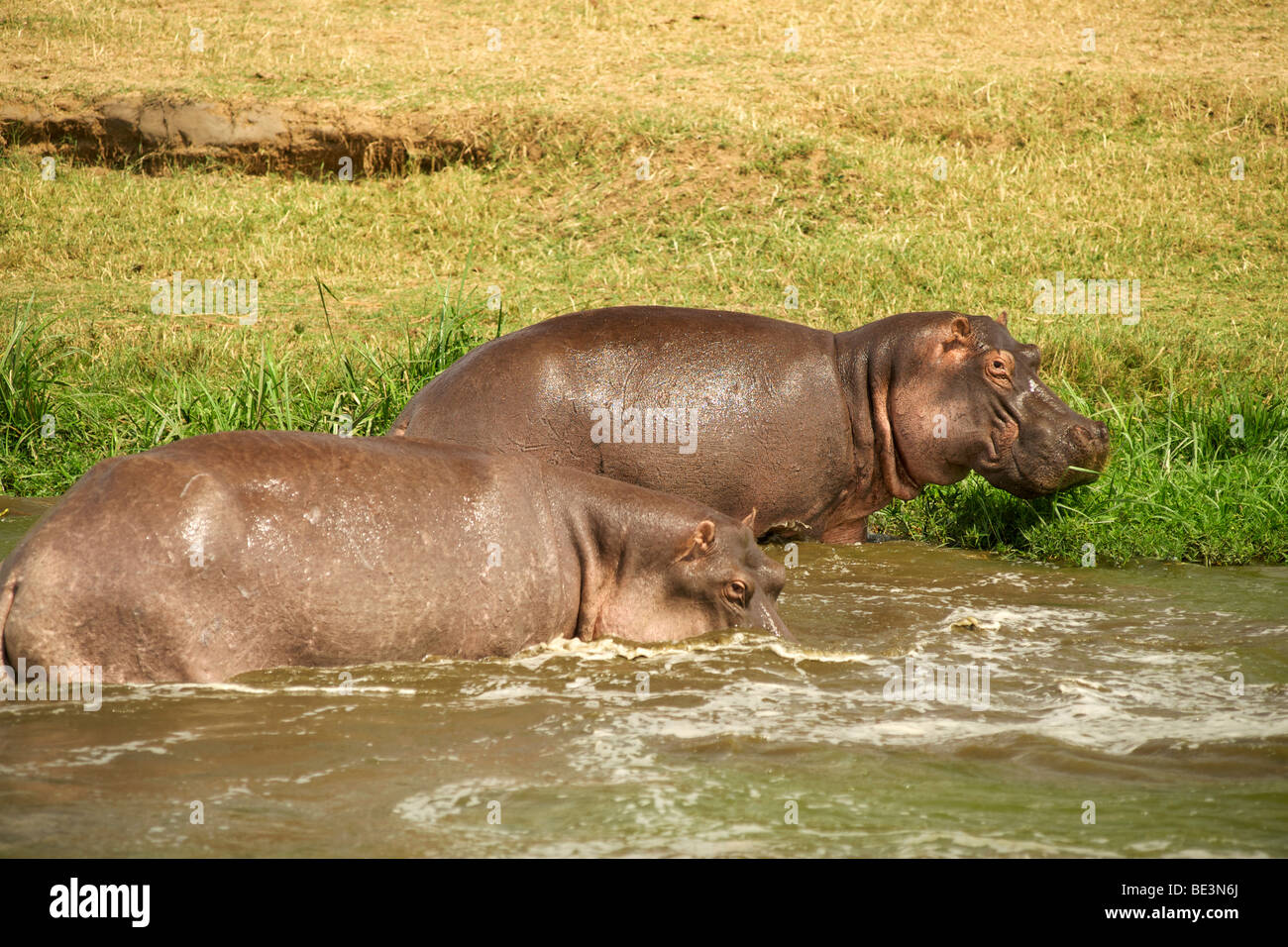 Nilpferde am Ufer des Kanals Hütte in Queen Elizabeth National Park im Westen Ugandas. Stockfoto