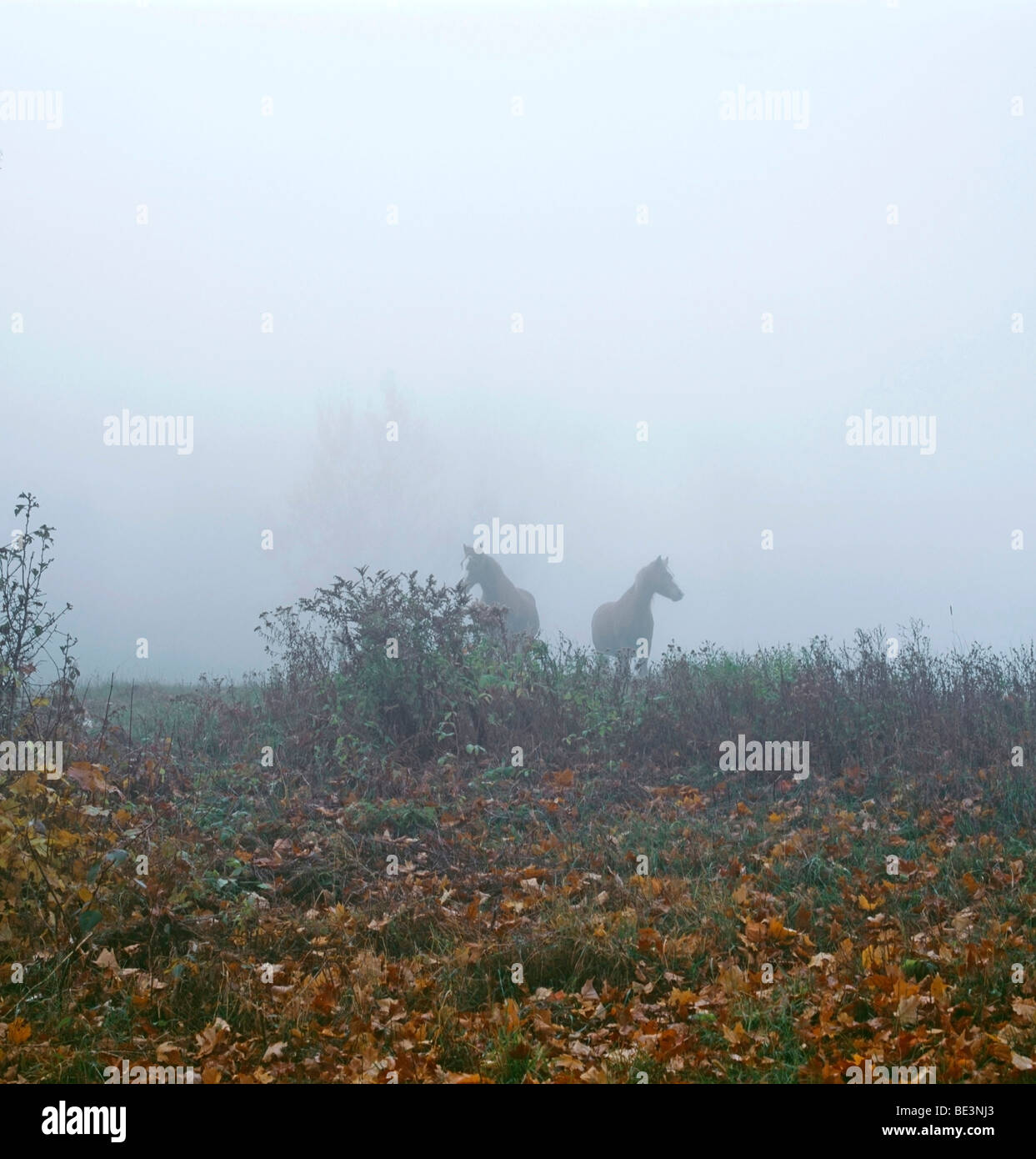 Zwei Pferde im Nebel, Waterloo, Quebec, Kanada Stockfoto